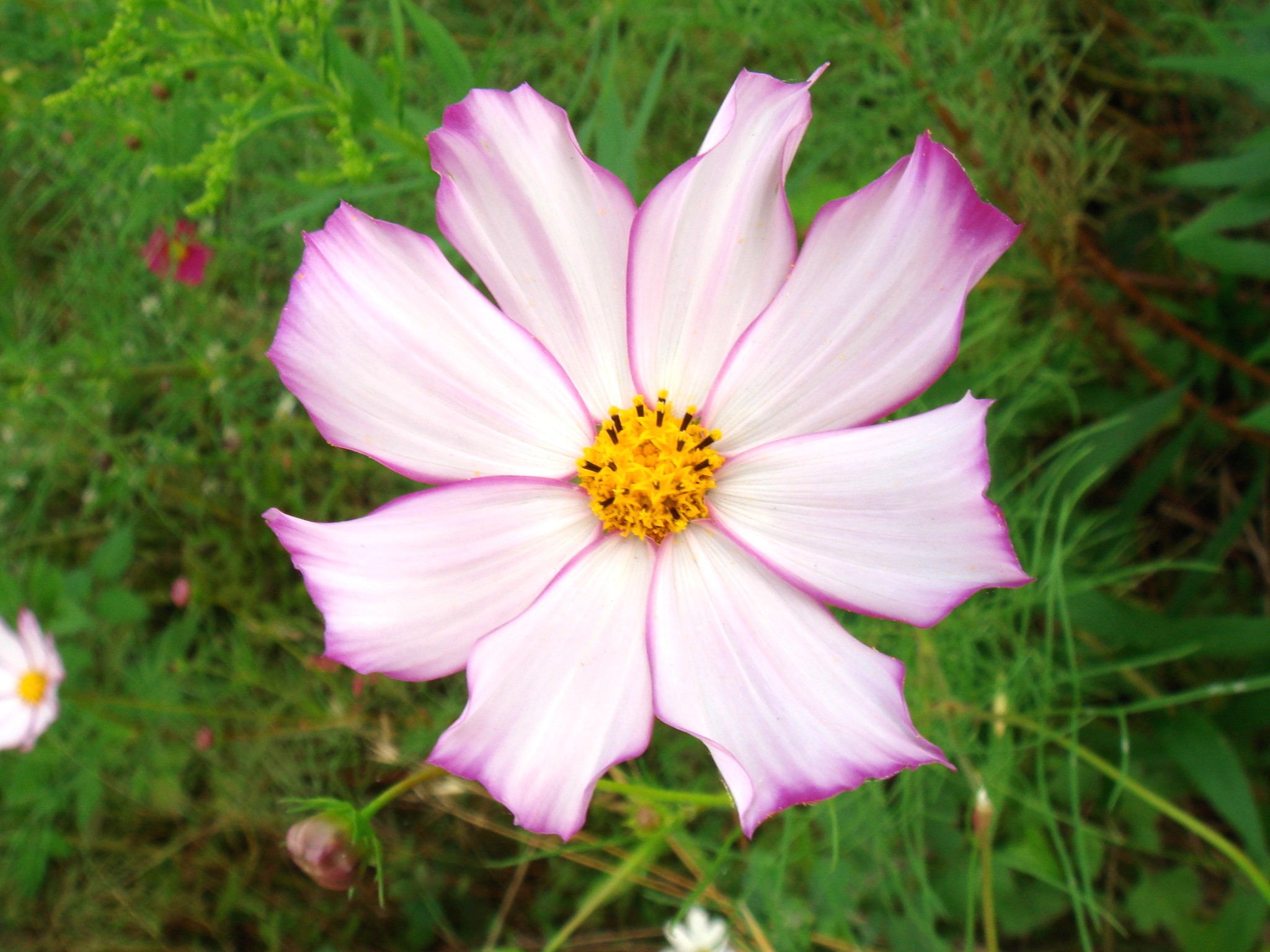 Cosmos Bipinnatus Cavanilles